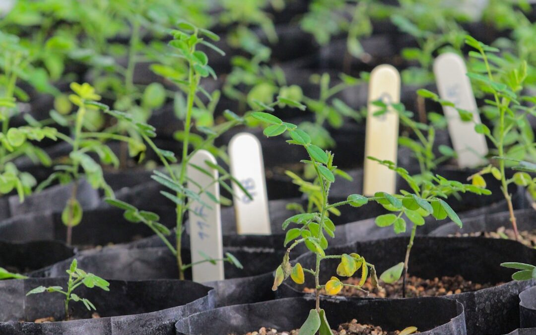5 plantas fáciles para tu hogar