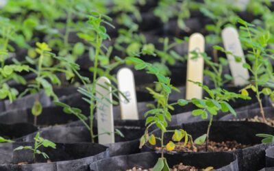 5 plantas fáciles para tu hogar